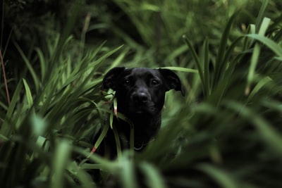 short-coated黑狗在草地倾斜摄影的转变
